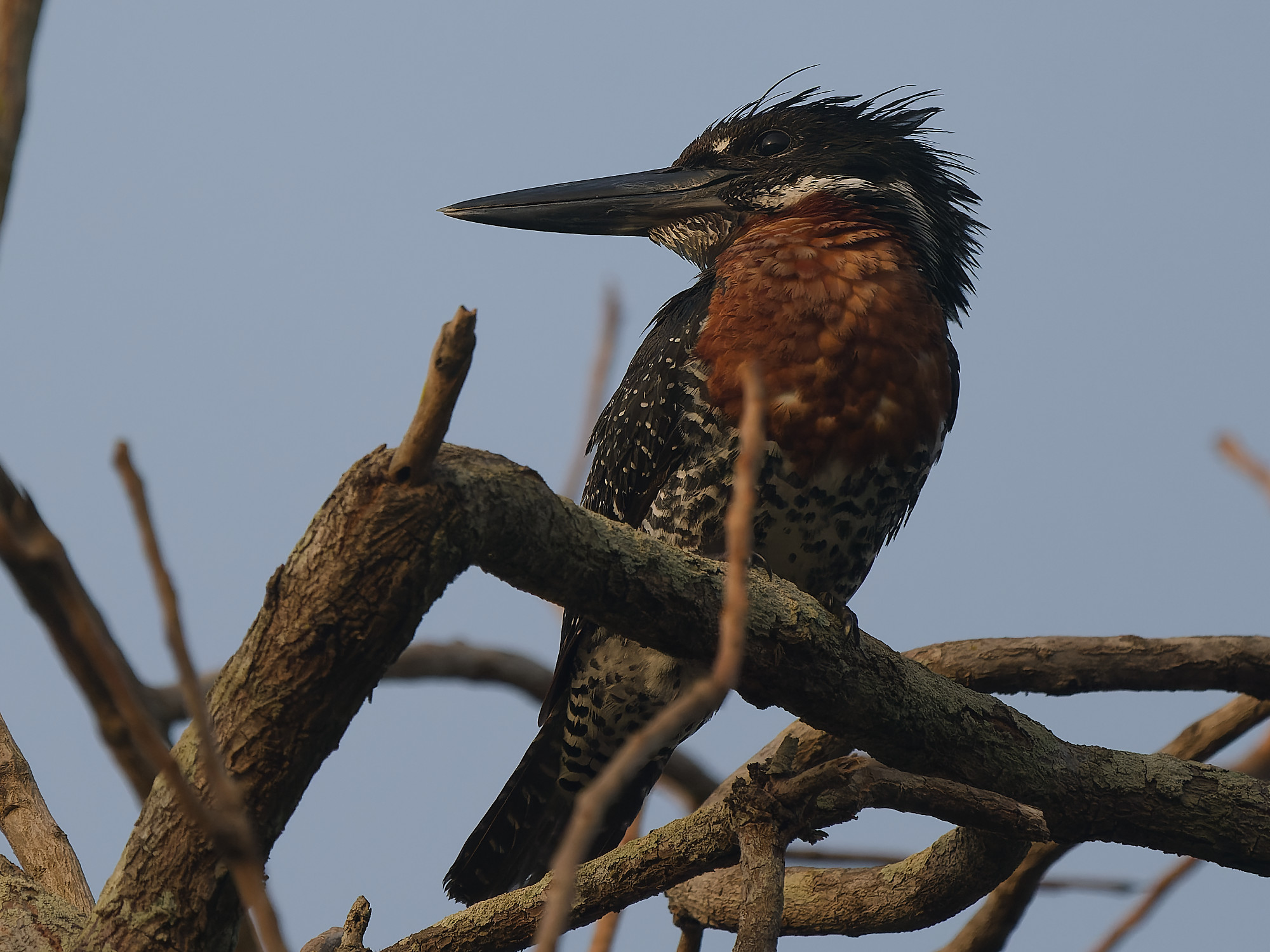Giant kingfisher (Megaceryle maxima)